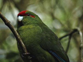 A Colorful Bird Perched On A Tree Branch